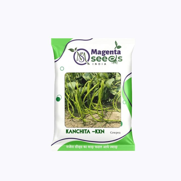 Magenta Kanchita – KXN – Cowpea Seeds